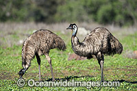 Emu pair (Dromaius novaehollandiae). Common throughout Australia in habitat ranging from semi-arid grasslands, scrublands, open woodlands to tall dense forests. Photo taken Warrumbungle National Park, New South Wales, Australia