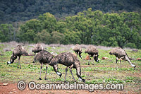 Emu flock (Dromaius novaehollandiae) - grazing. Common throughout Australia in habitat ranging from semi-arid grasslands, scrublands, open woodlands to tall dense forests. Photo taken Warrumbungle National Park, New South Wales, Australia
