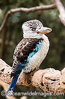 Blue-winged Kookaburra (Dacelo leachii). Found in woodlands, open forests and paterbark swamps of Northern Australia, Australia