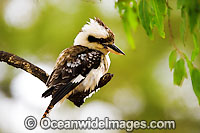 Laughing Kookaburra (Dacelo novaeguineae). Also known as Kingfisher. Found thoughout open forests and woodlands of Eastern Australia and Southern Western Australia.