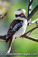 Laughing Kookaburra (Dacelo novaeguineae). Also known as Kingfisher. Found thoughout open forests and woodlands of Eastern Australia and Southern Western Australia.