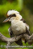 Laughing Kookaburra (Dacelo novaeguineae). Also known as Kingfisher. Found thoughout open forests and woodlands of Eastern Australia and Southern Western Australia. Photo taken Coffs Harbour, NSW, Australia.