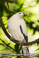 Pied Imperial Pigeon (Ducula bicolor). Rainforests of Northern Australia