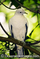 Pied Imperial Pigeon (Ducula bicolor). Rainforests of Northern Australia