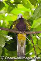 Wompoo Fruit-Dove (Ptilinopus magnificus). Tropical and Sub-tropical Rainforests of Eastern Australia