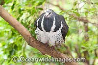 Wonga Pigeon (Leucosarcia melanoleuca), resting in a tree. Found in rainforests and woodlands of eastern Australia, from central Queensland to Gippsland in Victoria.