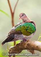Emerald Dove (Chalcophaps indica), resting in a tree. Also known as Green Dove & Green-winged Pigeon. Found in tropical rainforests & woodlands of coastal Nth & East Australia, Norfolk, Lord Howe & Christmas Islands. Also Pakistan, Sri Lanka & Indonesia.