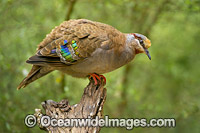 Brush Bronzewing (Phaps elegans), juvenile. Found in southern Australia, including Tasmania, in heathlands and dense undergrowth forests with trees of banksia, leptospermum and casuarina, shubby woodlands and mallee thickets. Uncommon - numbers declining.