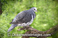 Wonga Pigeon (Leucosarcia melanoleuca), resting in a tree. Found in rainforests and woodlands of eastern Australia, from central Queensland to Gippsland in Victoria.