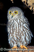 Barking Owl (Ninox connivens). Eastern Australia