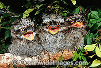 Tawny Frogmouth (Podargus strigoides) - hatchlings perched on a branch. Coffs Harbour, New South Wales, Australia