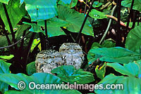 Tawny Frogmouth (Podargus strigoides) - amongst Elephant Ear plants. Victoria, Australia