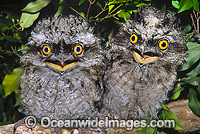 Tawny Frogmouth (Podargus strigoides) - hatchlings perched on a branch. Coffs Harbour, New South Wales, Australia