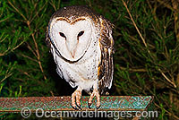 Barn Owl (Tyto alba). Found throughout Australia, Australia