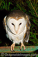 Barn Owl (Tyto alba). Found throughout Australia, Australia