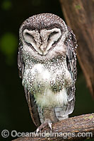 Lesser Sooty Owl (Tyto multipunctata). Found in mountain rainforests and neighbouring wet eucalypt forests of north-eastern Queensland, Australia