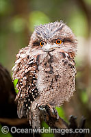 Tawny Frogmouth (Podargus strigoides) - showing distinctive wide gaping mouth. Found in woodlands, open eucalypt forests and a wide variety of other forests throughout south-eastern and eastern Australia