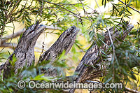 Marbled Frogmouth (Podargus ocellatus), perched on a branch. Similar to Tawny Frogmouth. Photo taken at Coffs Harbour, New South Wales, Australia.