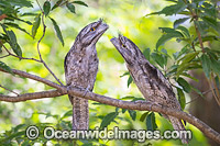 Tawny Frogmouth (Podargus strigoides). Found mostly in woodlands and eucalypt forests on mainland Australia and Tasmania. Similar to Marbled Frogmouth (Podargus ocellatus). Photo was taken in Coffs Harbour, New South Wales, Australia.