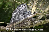 Tawny Frogmouth (Podargus strigoides), nesting. Found mostly in woodlands and eucalypt forests on mainland Australia and Tasmania. Similar to Marbled Frogmouth (Podargus ocellatus).