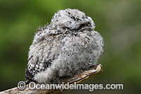 Tawny Frogmouth (Podargus strigoides), hatchling. Found mostly in woodlands and eucalypt forests on mainland Australia and Tasmania. Similar to Marbled Frogmouth (Podargus ocellatus).