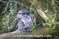 Tawny Frogmouth (Podargus strigoides). Found mostly in woodlands and eucalypt forests on mainland Australia and Tasmania. Similar to Marbled Frogmouth (Podargus ocellatus).