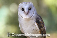 Barn Owl (Tyto alba). Found throughout Australia, Australia.