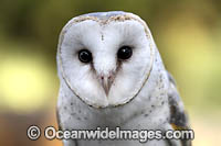 Barn Owl (Tyto alba). Found throughout Australia, Australia.