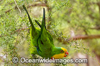 Superb Parrot (Polytelis swainsonii). Found in River Red Gum, Box and similar forests, including Murray and Murrumbidgee River regions of New South Wales and Northern Victoria, Australia. This species is Threatened due to habitat loss.
