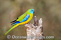 Turquoise Parrot (Neophema pulchella) - male. Found in open forests of Eastern Australia, Australia