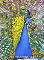 Indian Peafowl (Pavo cristatus) male during courtship display. Also known as Blue Peafowl and Peacock. Native to South Asia, but introduced and semi-feral in many regions of the world, including Australia.