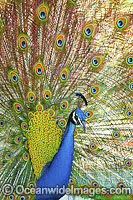 Indian Peafowl (Pavo cristatus) male during courtship display. Also known as Blue Peafowl and Peacock. Native to South Asia, but introduced and semi-feral in many regions of the world, including Australia.