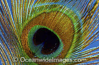 Indian Peafowl (Pavo cristatus) - feather detail. Also known as Blue Peafowl and Peacock. Native to South Asia, but introduced and semi-feral in many regions of the world, including Australia.