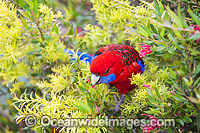 Crimson Rosella (Platycercus elegans elegans) eating flowers. Found in rainforests, wet eucalypt forests and forests near farm lands of the eastern coast and ranges of south-eastern Australia. Photo Lamington World Heritage National Park, QLD, Austria