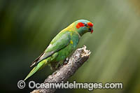 Musk Lorikeet (Glossopsitta concinna). Found in woodlands and drier forests in eastern New South Wales, Victoria, South Australia and Tasmania.