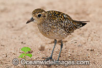 Pacific Golden Plover (Pluvialis fulva). Migrative bird that breeds in Arctic from northern Asia to Alaska, migrating to Australia and feeds at estuaries, mud-flats, marshes, beaches and off-shore islands. Photo Heron Island, Great Barrier Reef, Australia