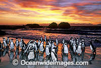 African Penguins (Spheniscus demersus) returning to nesting beach at sunset, after fishing at sea. Also known as Jackass Penguins. Boulder Beach, South Africa