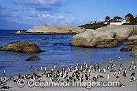 African Penguins (Spheniscus demersus) returning to nesting beach, after fishing at sea. Also known as Jackass Penguins. Boulder Beach, South Africa