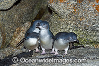 Fairy Penguin (Eudyptula minor). Also known as Fairy Penguin, is the world's smallest species of Penguin. Found on the coastlines of southern Australia and New Zealand, with possible records from Chile. Photo taken at Bicheno, Tasmania, Australia.