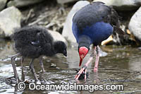 Purple Swamphen (Porphyrio porphyrio), with chick. Found around fresh water, usually near reeds in southern Western Australia and eastern Australia.