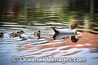 Australian Wood Duck (Chenonetta jubata), male with ducklings. Also known as Maned Duck or Maned Goose. Found in grasslands, open woodlands, wetlands, flooded pastures, and coastal inlets and bays throughout Australia.