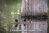 Hardhead (Aythya australis), two males. Also known as White eyed Duck. Found in wet coastal regions of Australia. Also New Guinea, New Zealand and Pacific Islands.