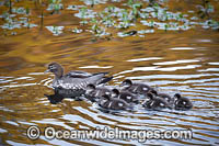 Australian Wood Duck (Chenonetta jubata), female with ducklings. Also known as Maned Duck or Maned Goose. Found in grasslands, open woodlands, wetlands, flooded pastures, and coastal inlets and bays throughout Australia.