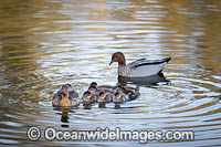 Australian Wood Duck (Chenonetta jubata), male and female with ducklings. Also known as Maned Duck or Maned Goose. Found in grasslands, open woodlands, wetlands, flooded pastures, and coastal inlets and bays throughout Australia.