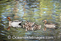 Australian Wood Duck (Chenonetta jubata), male and female with ducklings. Also known as Maned Duck or Maned Goose. Found in grasslands, open woodlands, wetlands, flooded pastures, and coastal inlets and bays throughout Australia.