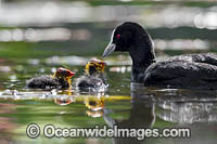 Eurasian Coot (Fulica atra), parent with chicks. Also known as Common Coot. Found around freshwater ponds and lakes throughout Australia. Also Europe, Asia, parts of Africa. Photo taken at Coffs Harbour, NSW, Australia.