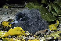 Wedge-tailed Shearwater (Puffinus pacificus) chick. Also known as Muttonbird and Sooty Shearwater. Heron Island, Great Barrier Reef, Queensland, Australia