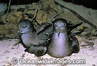Courting Wedge-tailed Shearwater (Puffinus pacificus). Also known as Muttonbird and Sooty Shearwater. Heron Island, Great Barrier Reef, Queensland, Australia