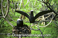 Nesting Black Noddy (Anous tenuirostris). Heron Island, Great Barrier Reef, Queensland, Australia