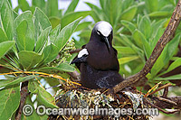 Black Noddy (Anous tenuirostris) with chick in nest. Heron Island, Great Barrier Reef, Queensland, Australia